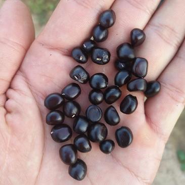 牡丹种子牡丹籽提供种植技术发芽率有保障