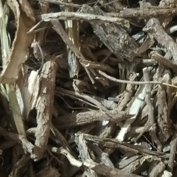 精选地骨皮