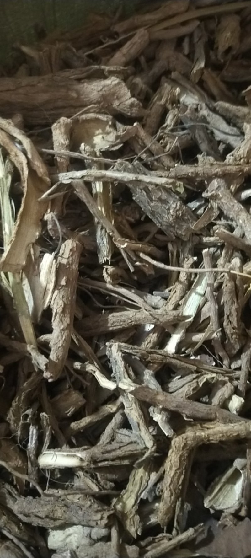 精选地骨皮