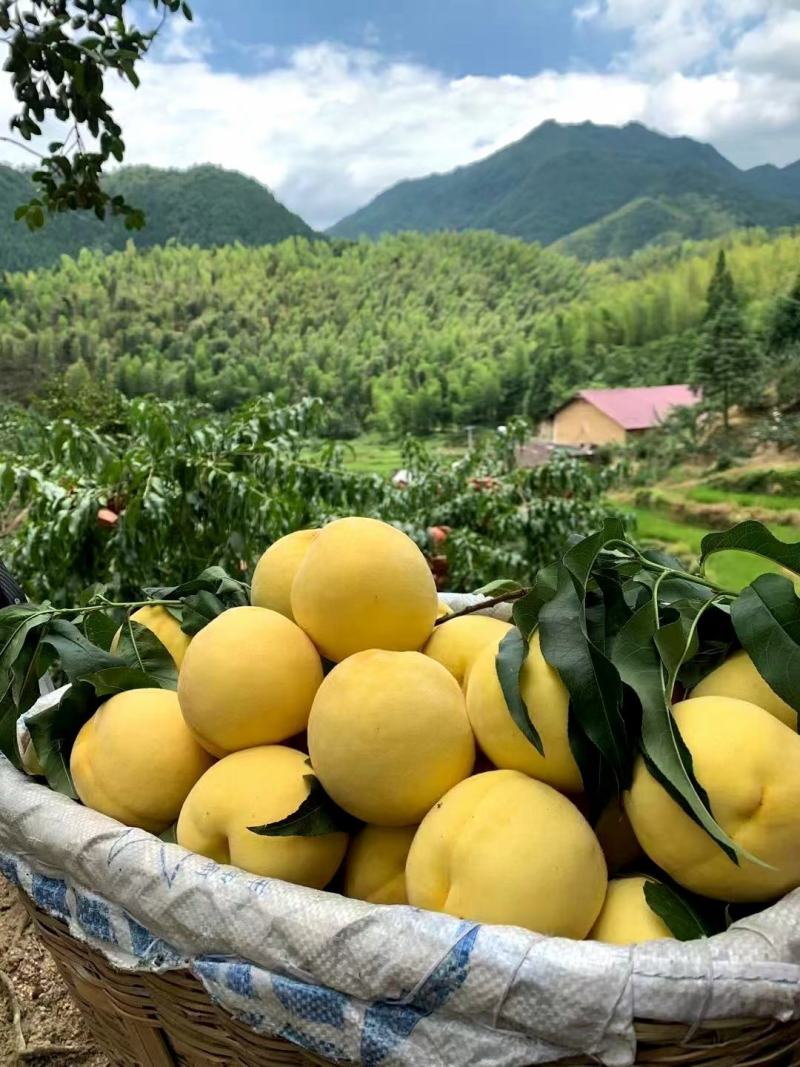 水果
