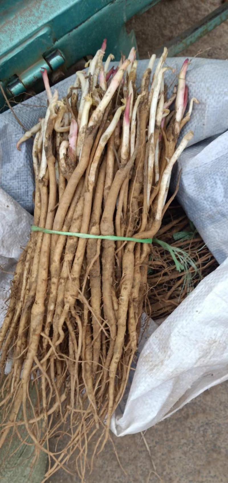 牡丹种子牡丹籽提供种植技术发芽率有保障