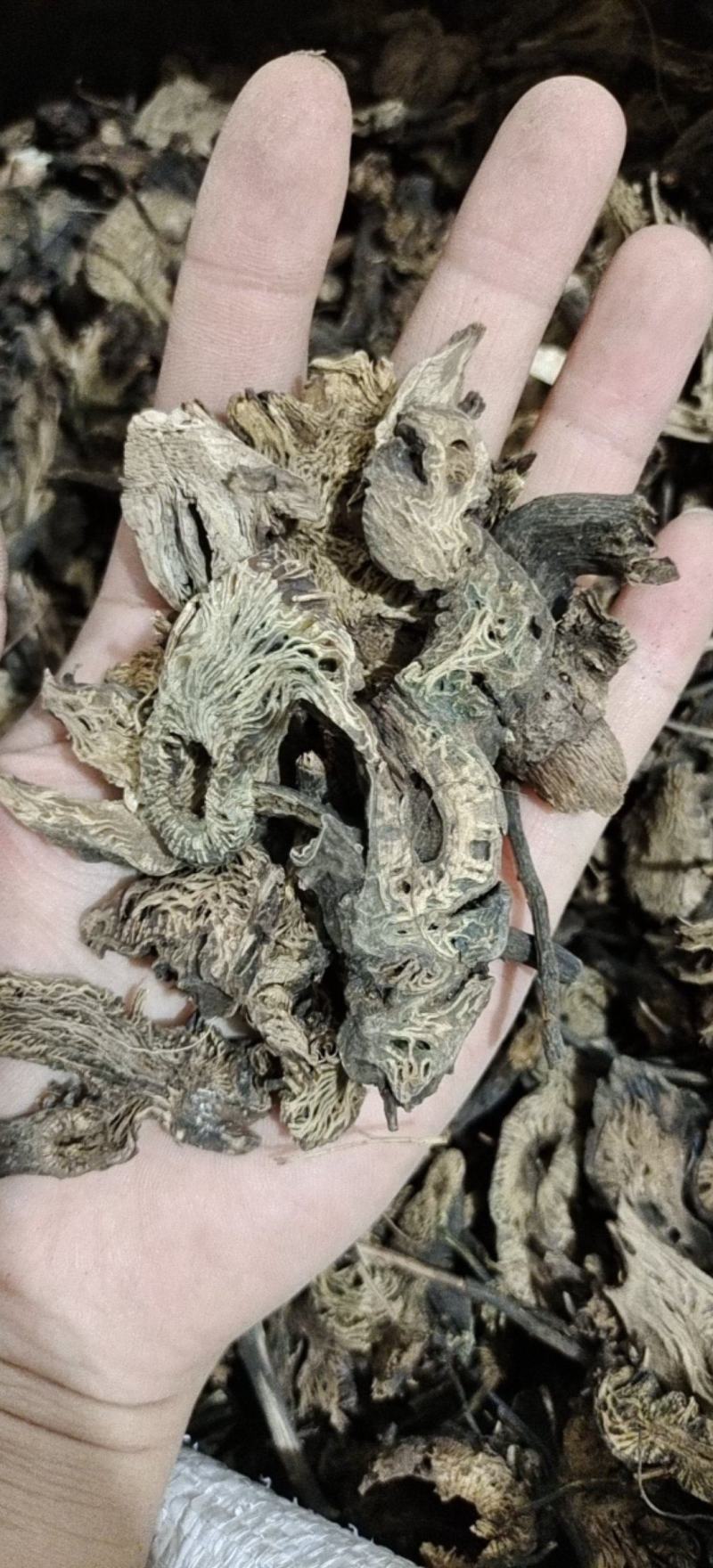 升麻升麻统产地黑龙江产地直销重在品质