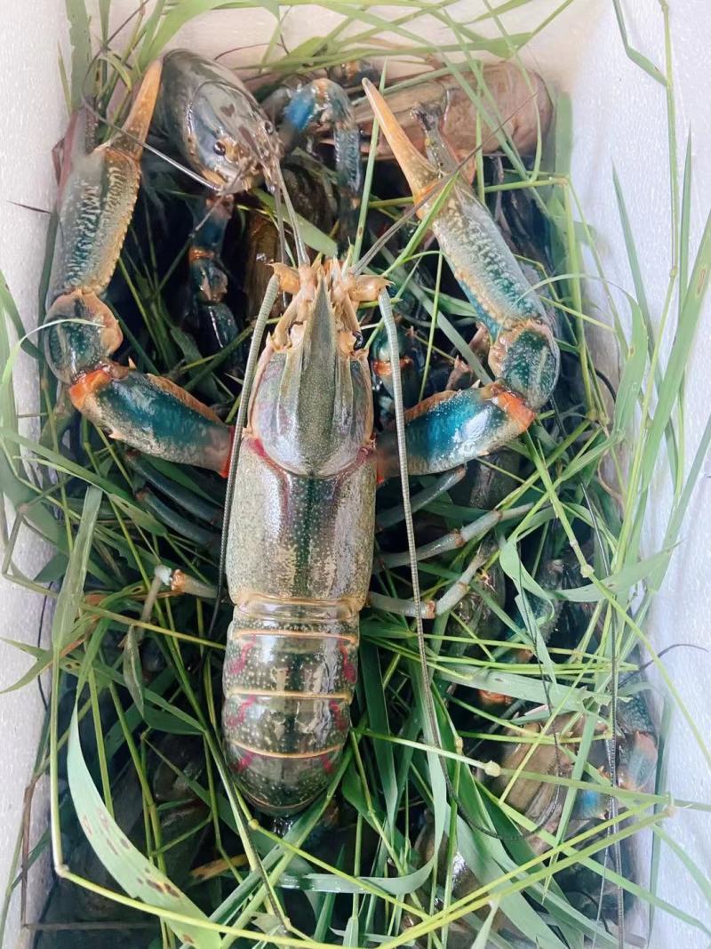 淡水澳龙/蓝龙虾安徽塘口基地直发