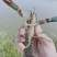 淡水澳龙/蓝龙虾安徽塘口基地直发