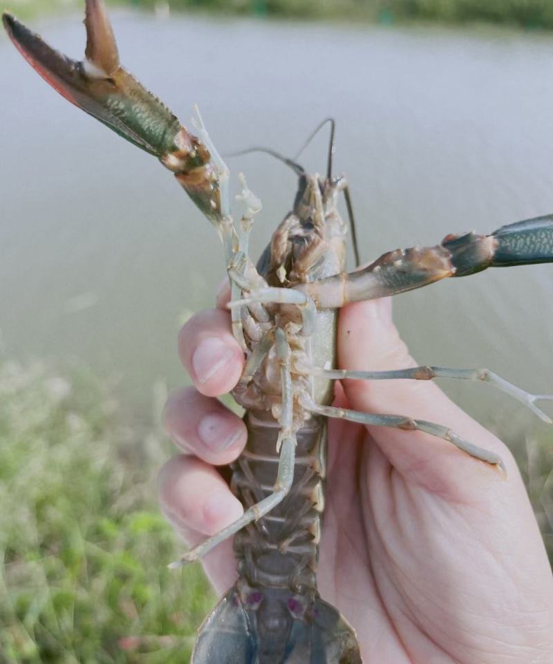 淡水澳龙/蓝龙虾安徽塘口基地直发