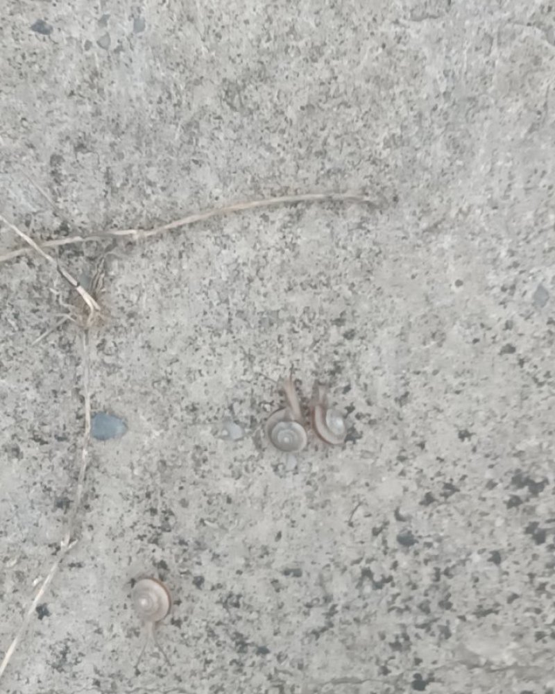 野生蜗牛