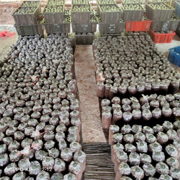 云南小香菌原种，