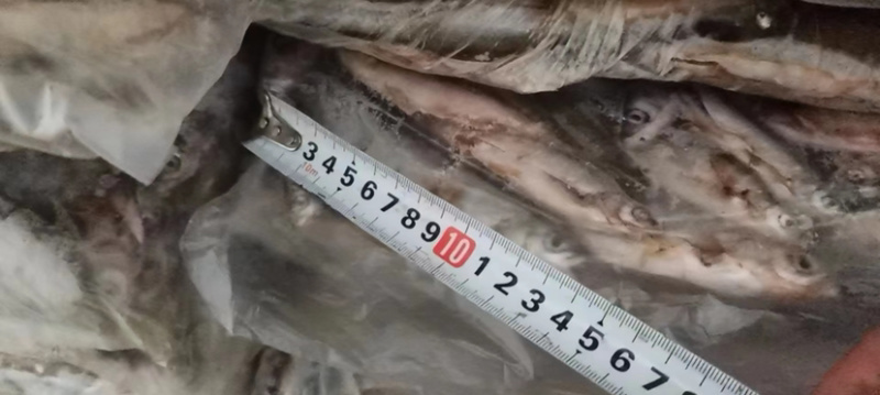 13公分左右的青参白鱼