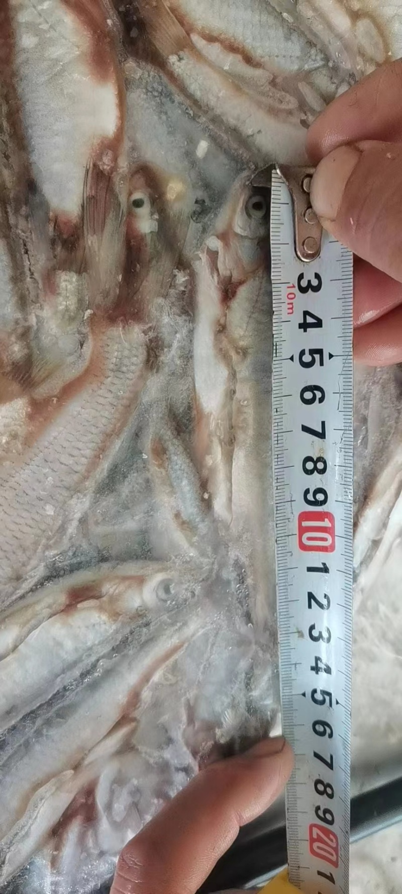 13公分左右的青参白鱼