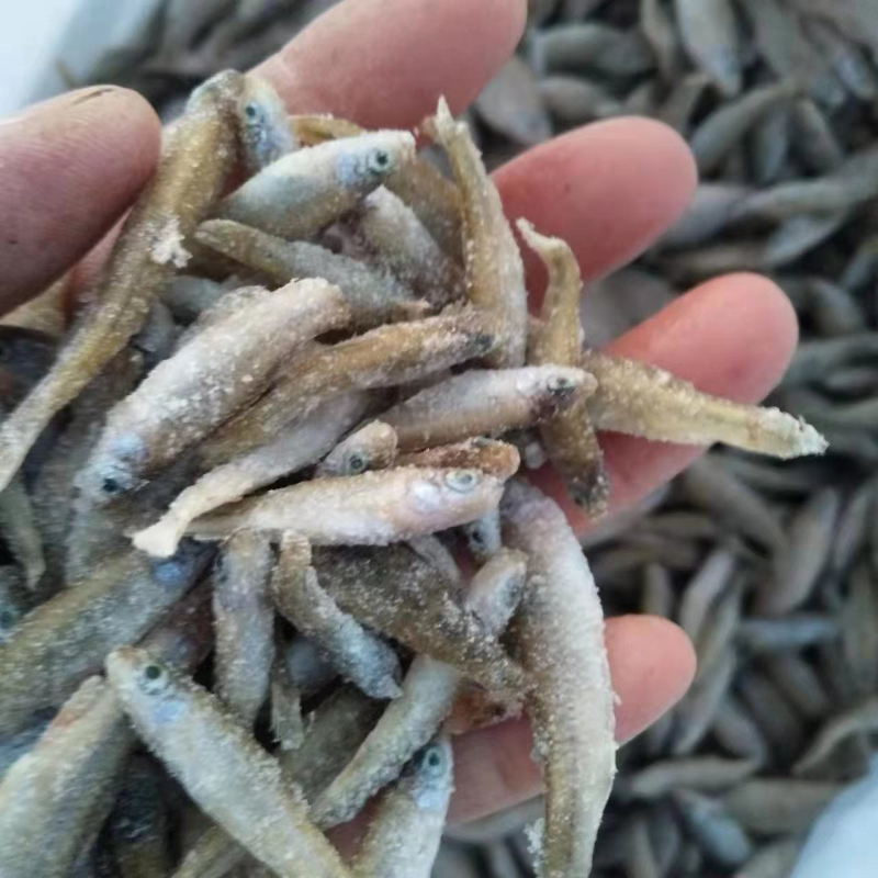 单冻麦穗鱼