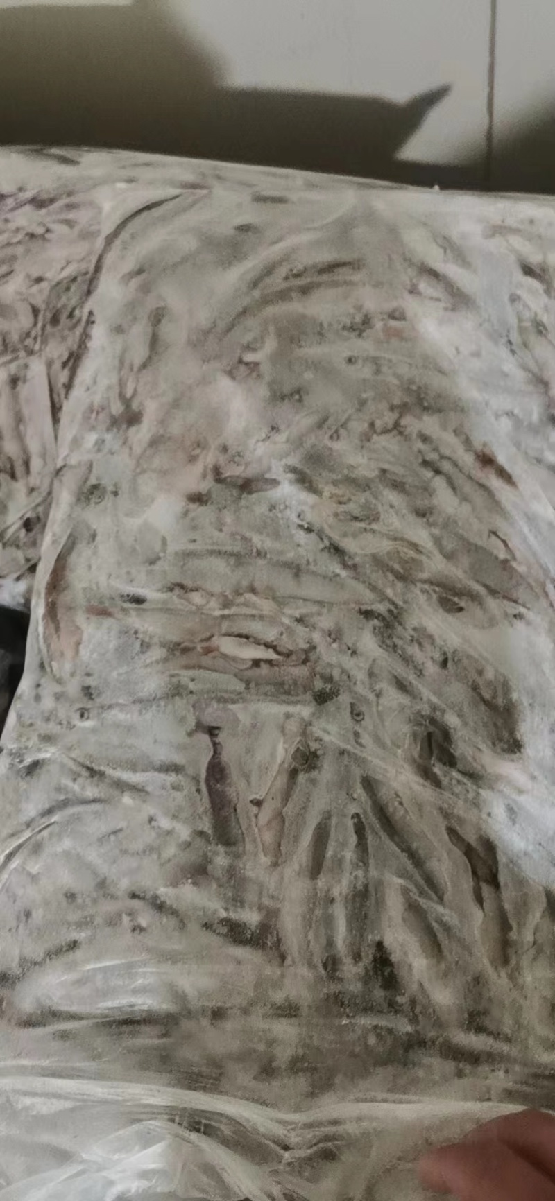 11公分左右的白条鱼