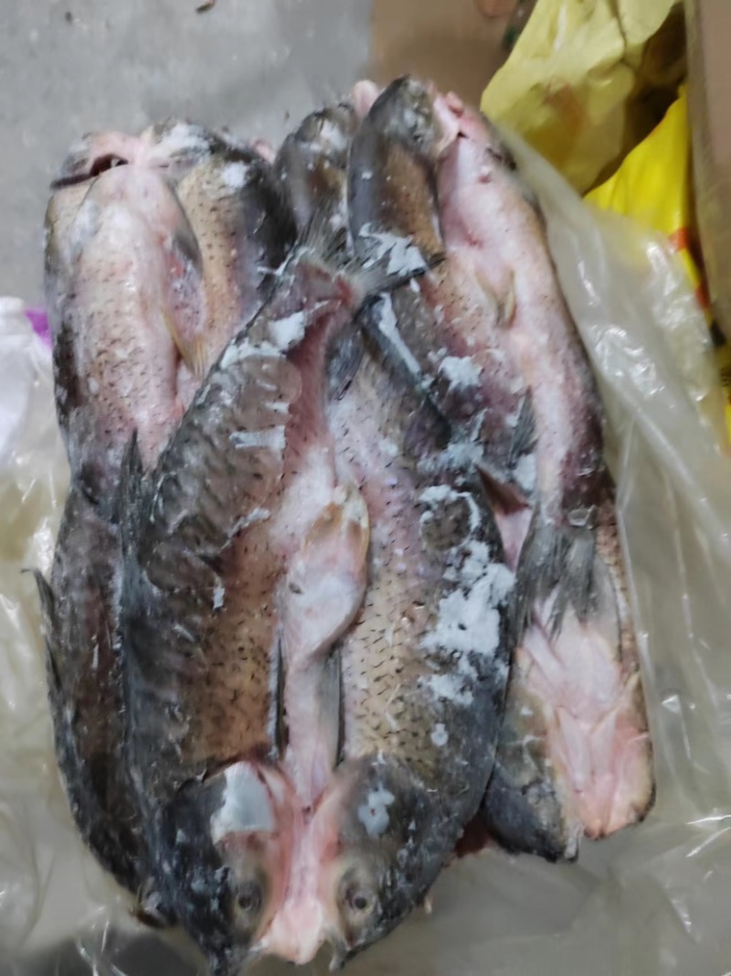 开背草鱼
