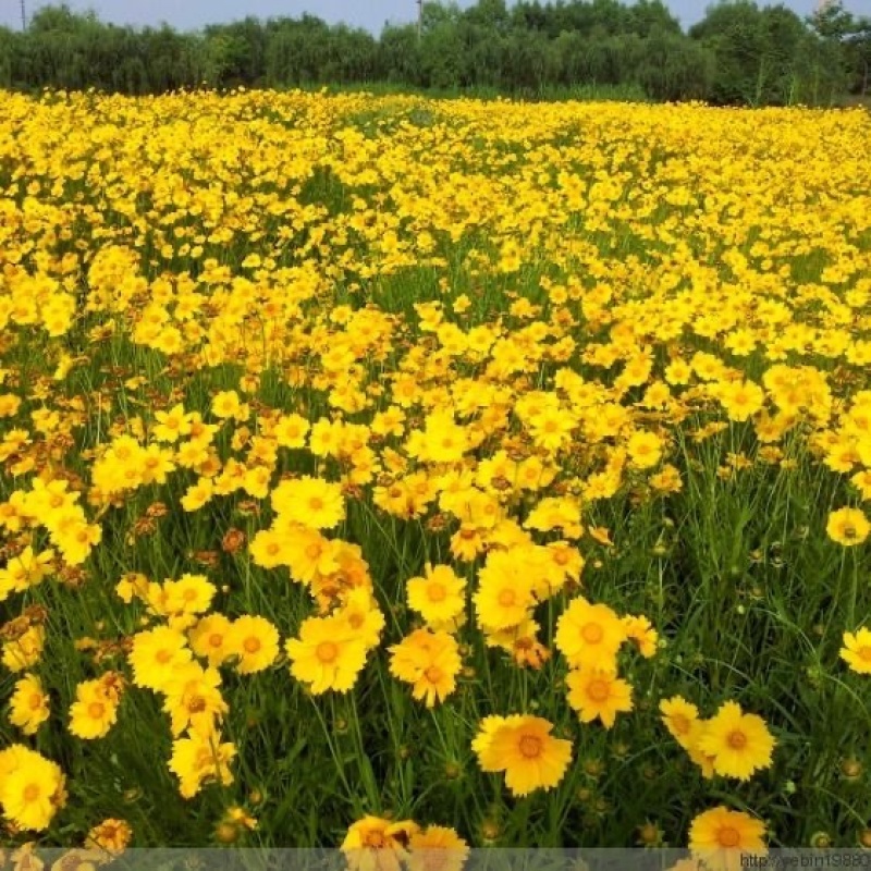 大花金鸡菊种子多年生宿根纯黄色菊花种籽四季播种耐旱耐