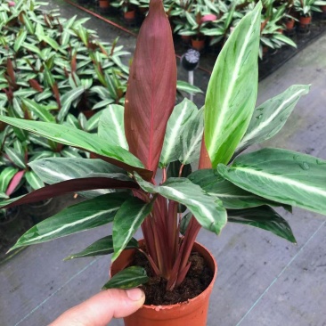 卧花竹芋盆栽苗观叶喜阴绿植室内办公花卉网红植物吸甲醛
