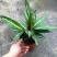 卧花竹芋盆栽苗观叶喜阴绿植室内办公花卉网红植物吸甲醛