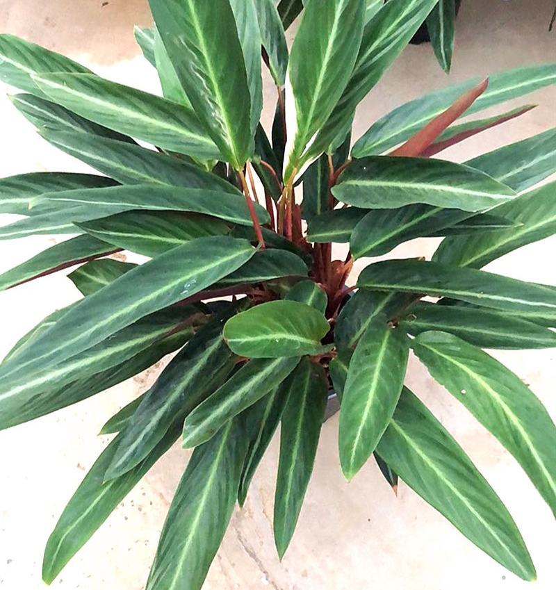 卧花竹芋盆栽苗观叶喜阴绿植室内办公花卉网红植物吸甲醛