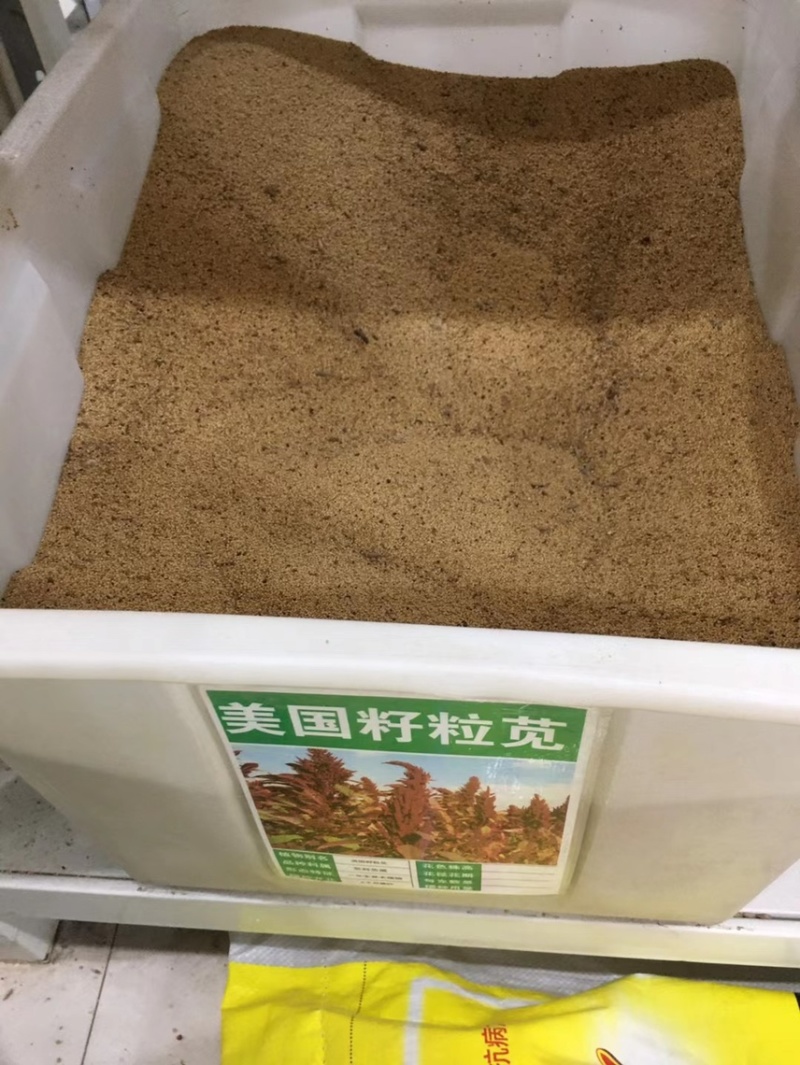 进口美国籽粒苋种子千穗谷繁穗苋红苋尾穗苋绿穗苋产量高营养