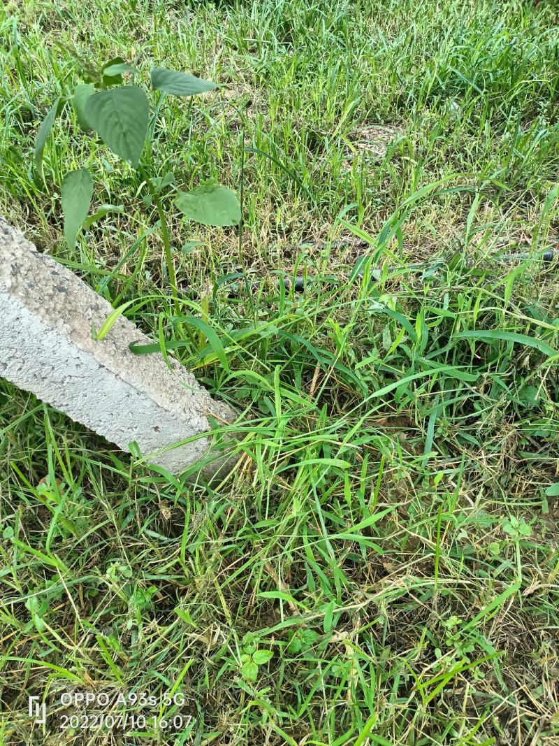 精品一级阳光玫瑰葡萄，精品果，通货阳光玫瑰
