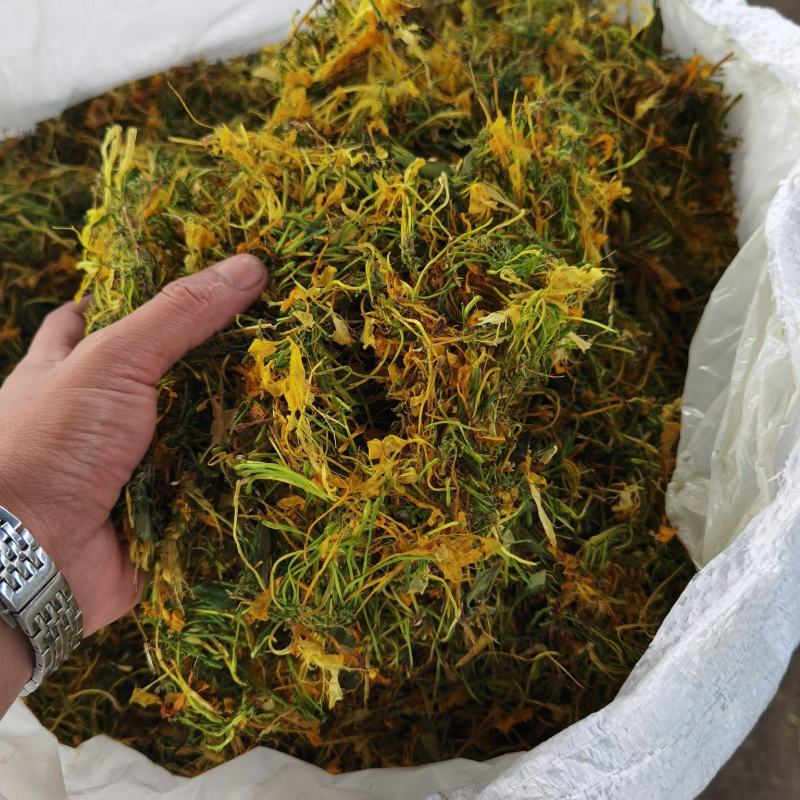 湖南湘蕾金银花，道地药材，产地直发，军人的理念经营