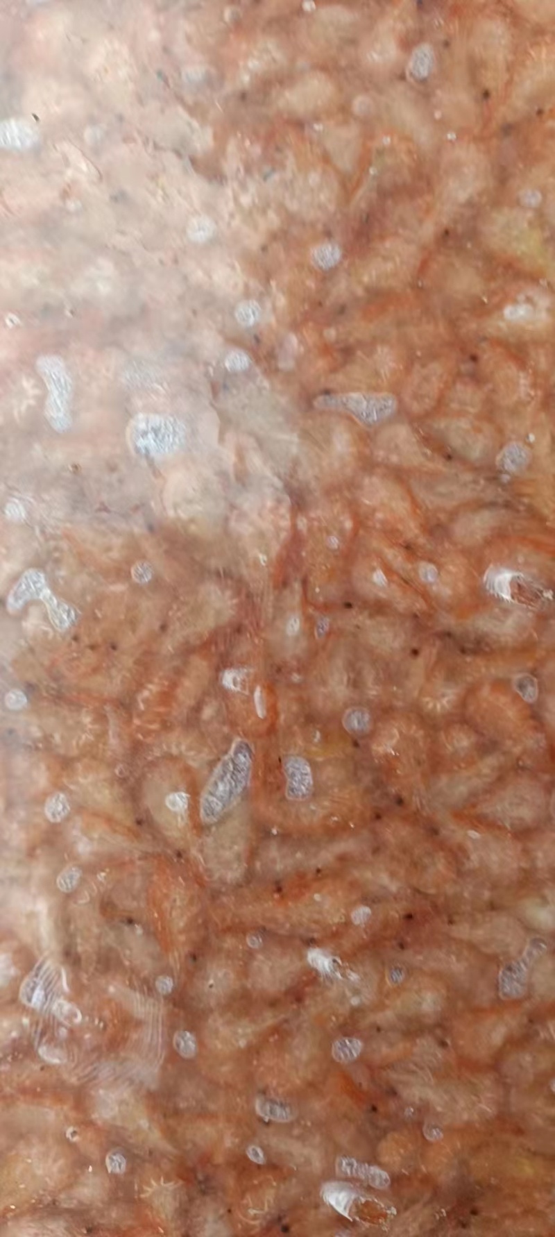 速冻熟小红头虾