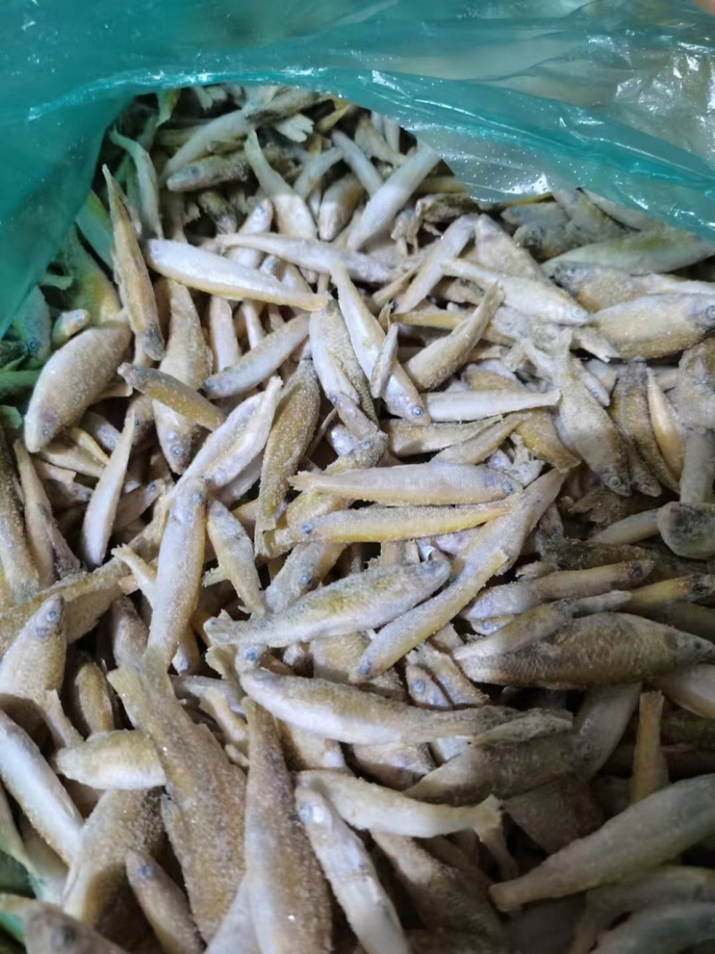 单冻麦穗鱼混公鱼