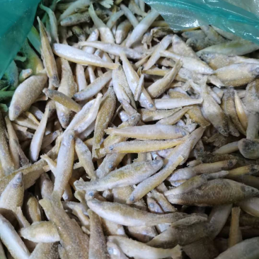 单冻麦穗鱼混公鱼
