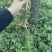 批发鲜林下山参（自家种植一手货源，林下山参基地现采现卖）