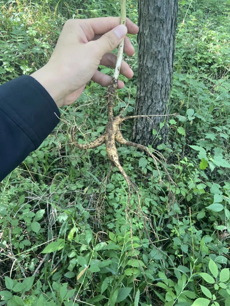 批发鲜林下山参（自家种植一手货源，林下山参基地现采现卖）