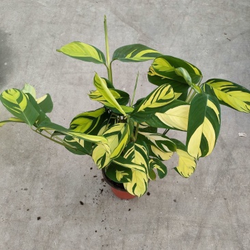 进口高档室内观叶绿植盆栽金梦竹芋黄油画马克思竹芋魅力之星