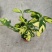 进口高档室内观叶绿植盆栽金梦竹芋黄油画马克思竹芋魅力之星