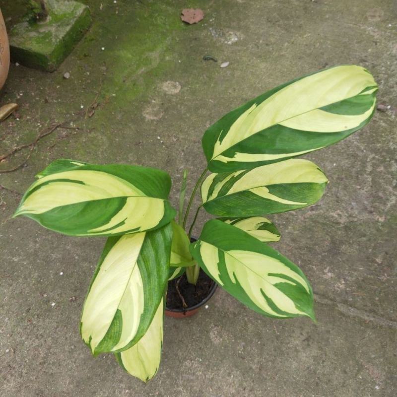 进口高档室内观叶绿植盆栽金梦竹芋黄油画马克思竹芋魅力之星