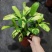 进口高档室内观叶绿植盆栽金梦竹芋黄油画马克思竹芋魅力之星