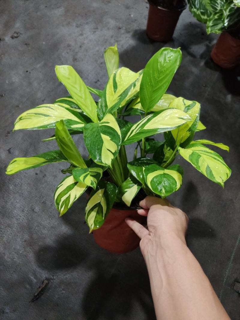 进口高档室内观叶绿植盆栽金梦竹芋黄油画马克思竹芋魅力之星