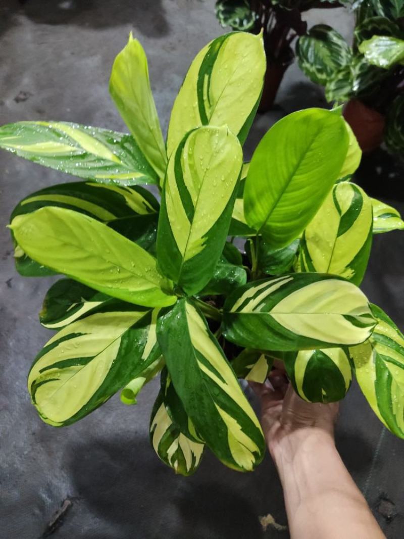 进口高档室内观叶绿植盆栽金梦竹芋黄油画马克思竹芋魅力之星