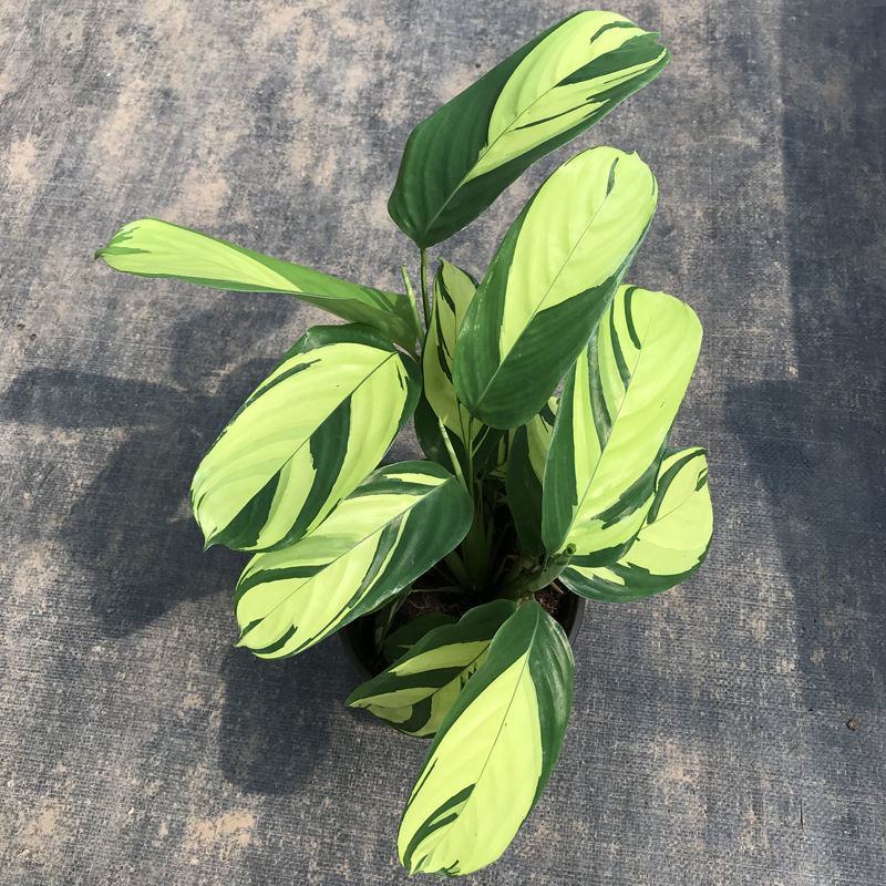 进口高档室内观叶绿植盆栽金梦竹芋黄油画马克思竹芋魅力之星
