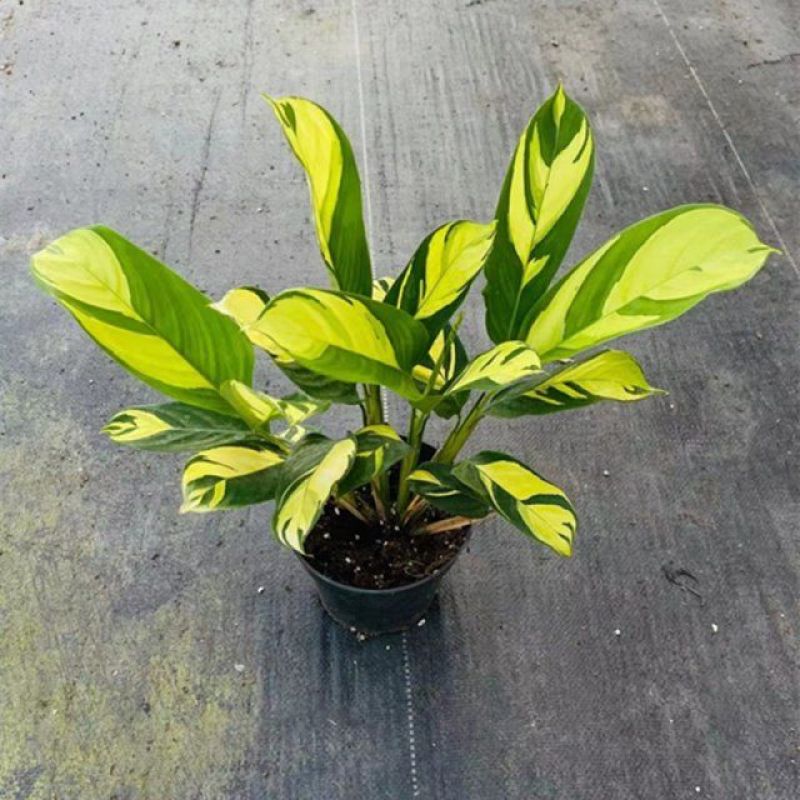 进口高档室内观叶绿植盆栽金梦竹芋黄油画马克思竹芋魅力之星