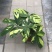 进口高档室内观叶绿植盆栽金梦竹芋黄油画马克思竹芋魅力之星