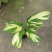 进口高档室内观叶绿植盆栽金梦竹芋黄油画马克思竹芋魅力之星