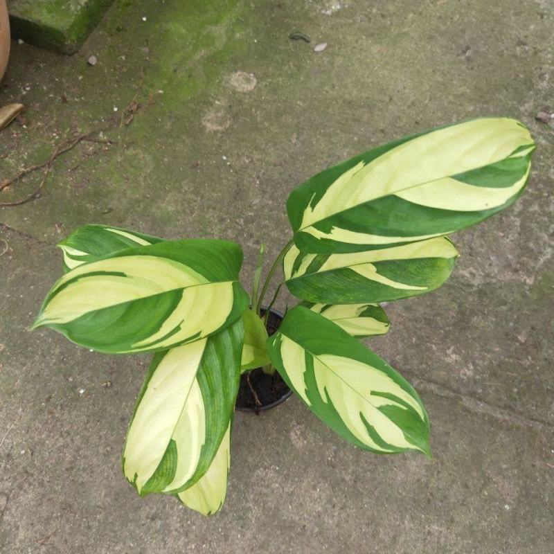进口高档室内观叶绿植盆栽金梦竹芋黄油画马克思竹芋魅力之星