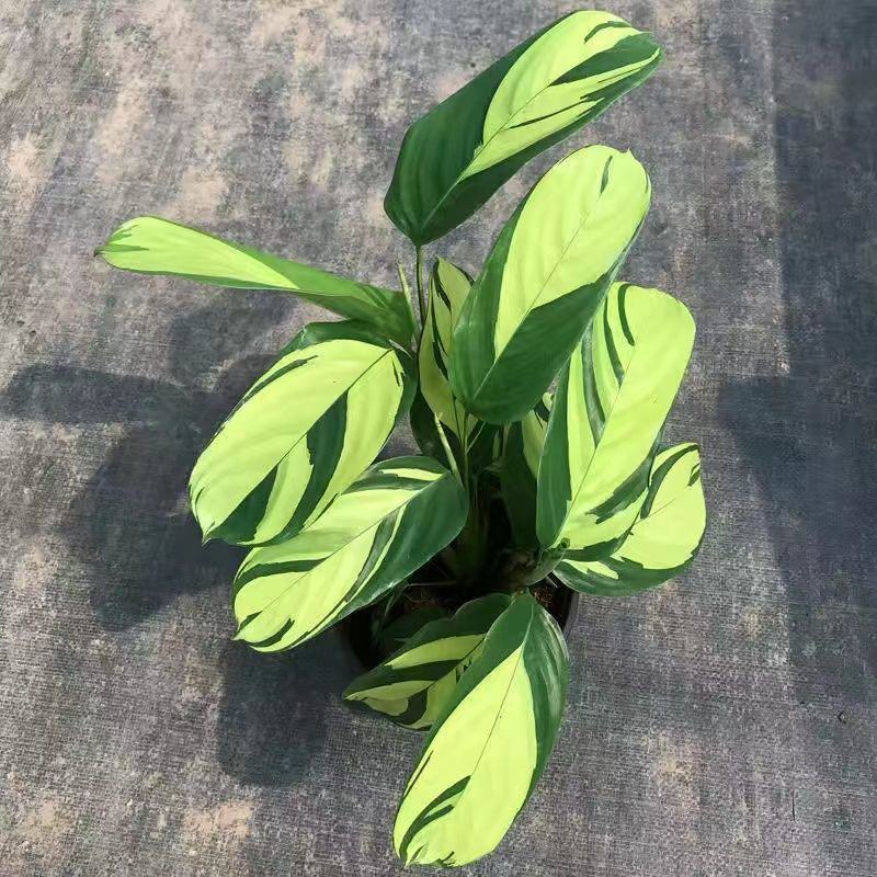 进口高档室内观叶绿植盆栽金梦竹芋黄油画马克思竹芋魅力之星
