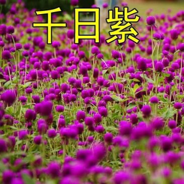 千日红种子百日红火球庭院景观绿化花卉易活草花花籽千日紫花