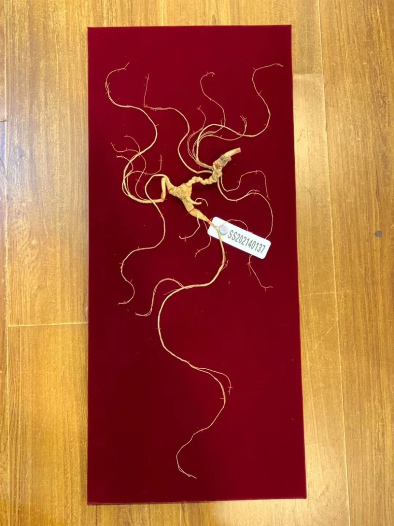 批发国检野山参一等【60cm】（国检/部检）各种规格