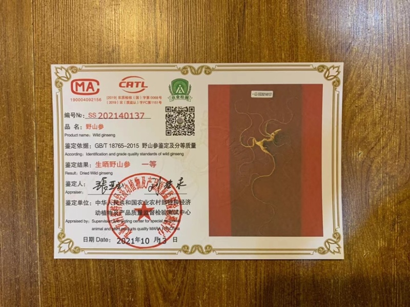 批发国检野山参一等【60cm】（国检/部检）各种规格