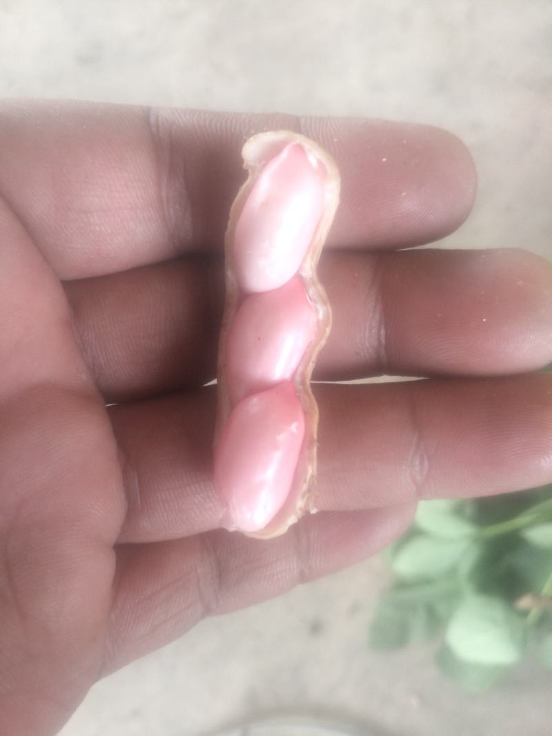 鲜花生