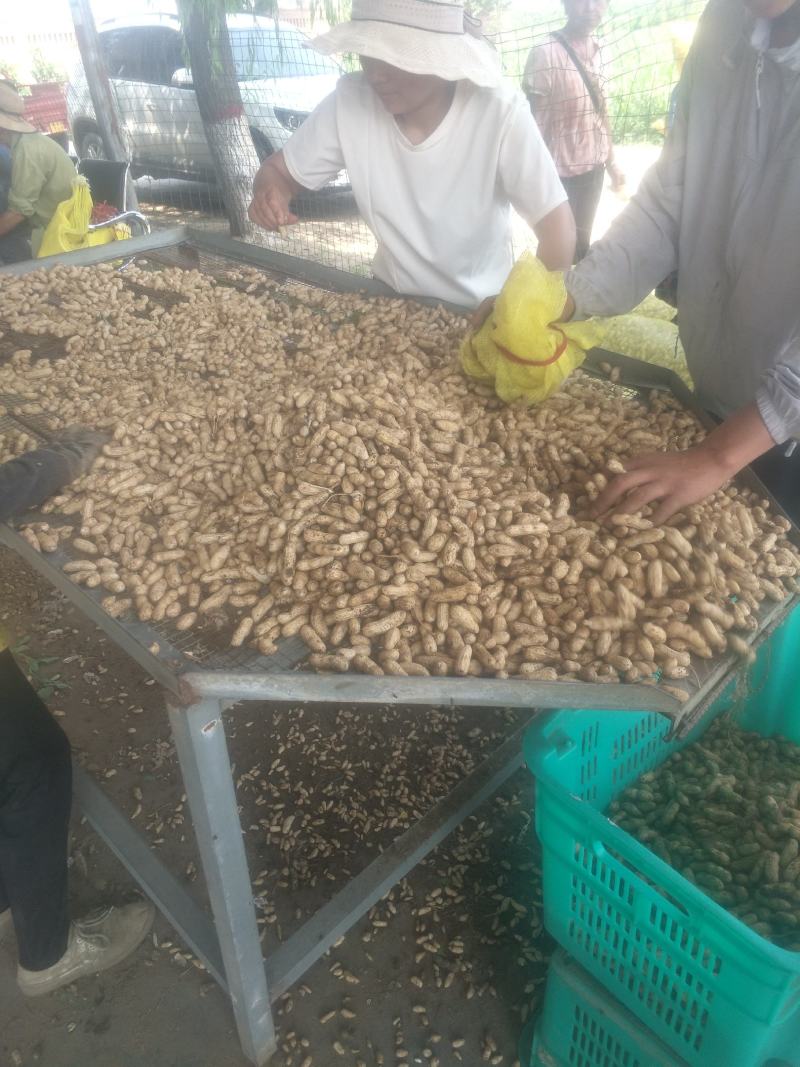 鲜花生