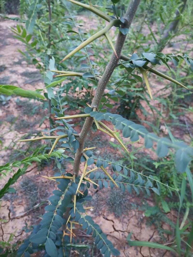 大刺皂角苗一年苗嫁接苗产皂刺产皂子