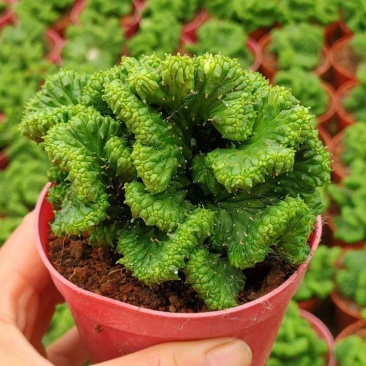 稀有自根大戟科九头龙缀化易养黄花仙人球多肉植物室内阳台