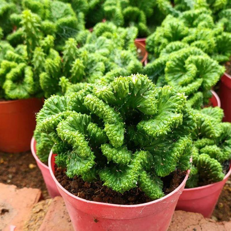 稀有自根大戟科九头龙缀化易养黄花仙人球多肉植物室内阳台