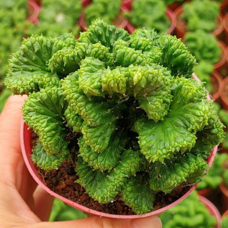 稀有自根大戟科九头龙缀化易养黄花仙人球多肉植物室内阳台