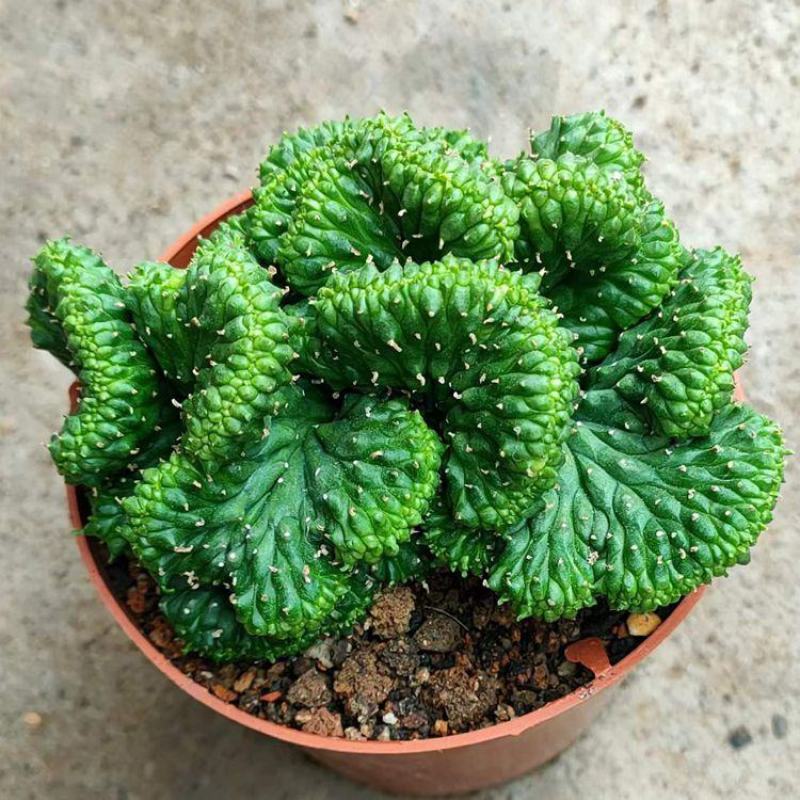 稀有自根大戟科九头龙缀化易养黄花仙人球多肉植物室内阳台